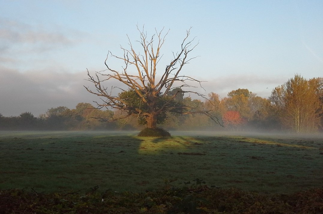 Ash Green Oak Tree